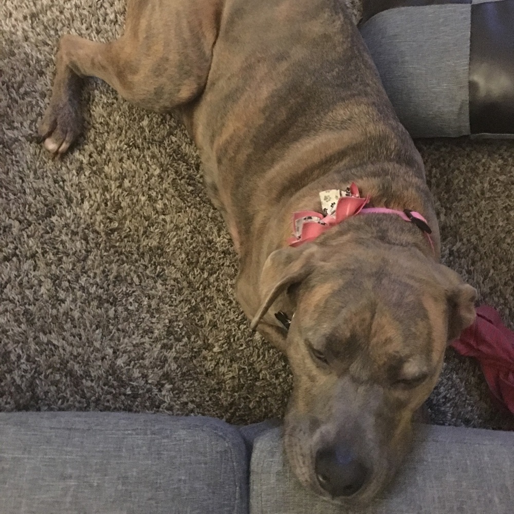 Meet your Posher, Ivy